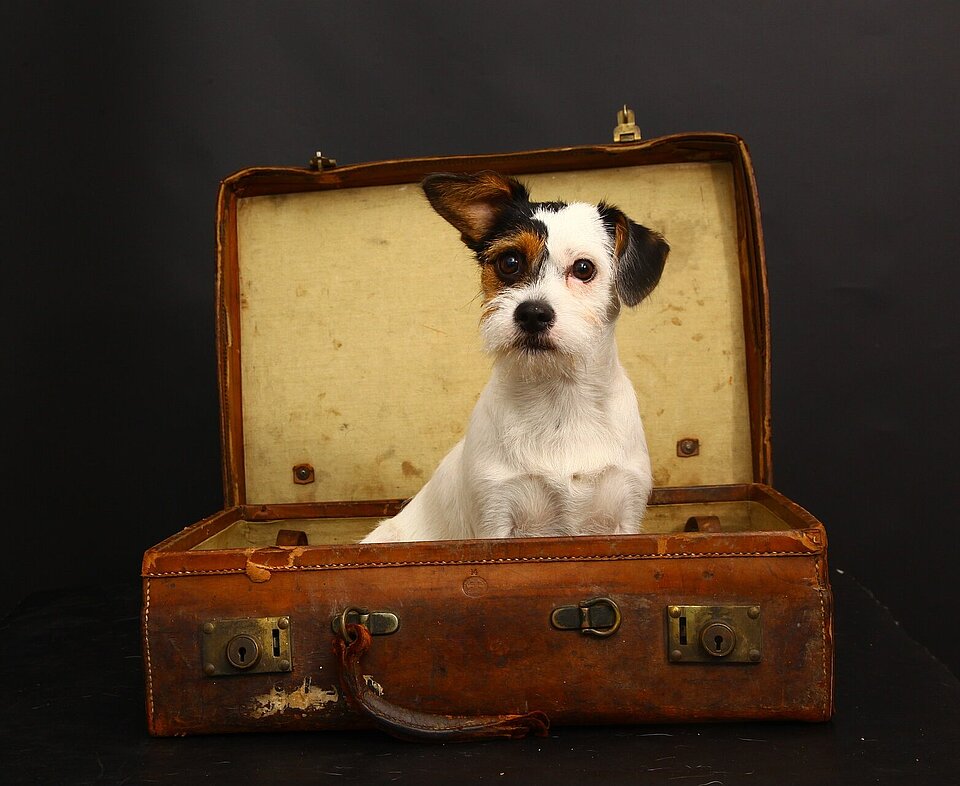 Urlaub mit Hund - Ein Hund sitzt im Urlaubskoffer