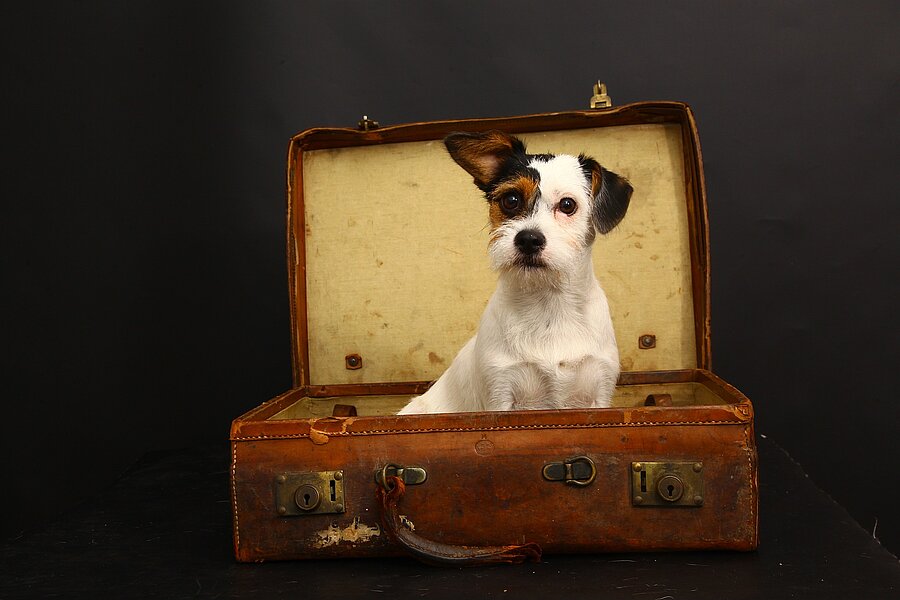 Urlaub mit Hund - Ein Hund sitzt im Urlaubskoffer